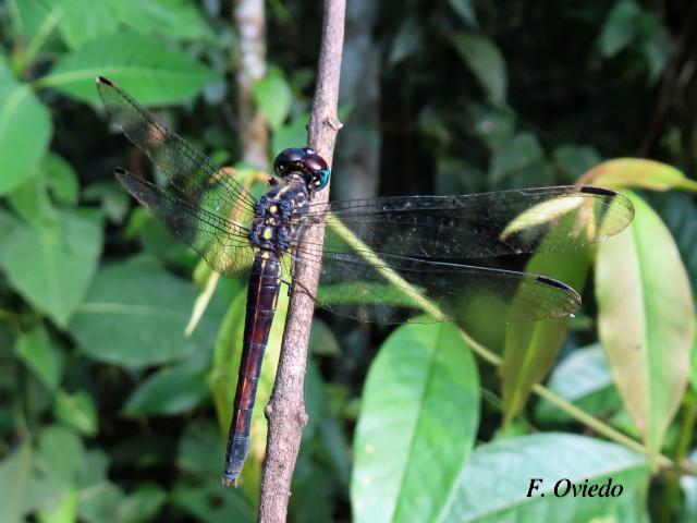 Cannaphila insularis