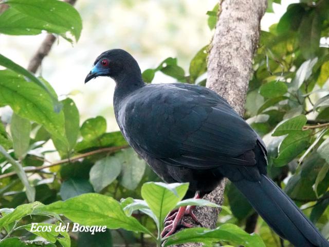 Chamaepetes unicolor (Pava negra)