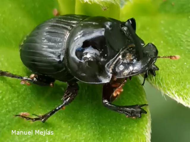 Copris lugubris (Escarabajo pelotero)