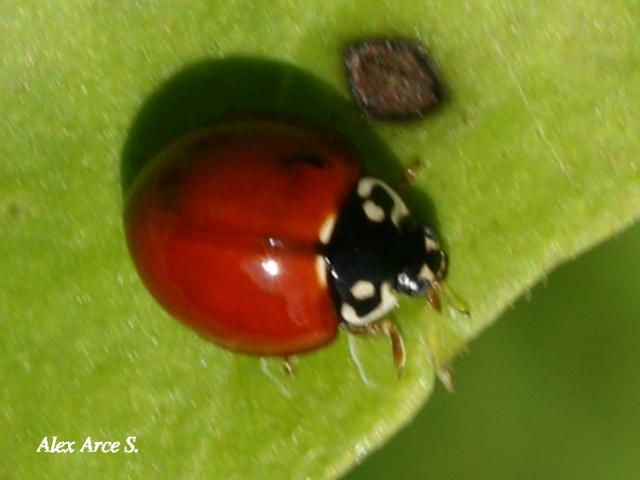 Cycloneda emarginata (Catarina sin manchas)