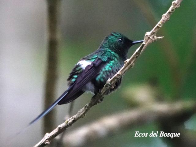 Discosura conversii (Colibrí colicerda verde)