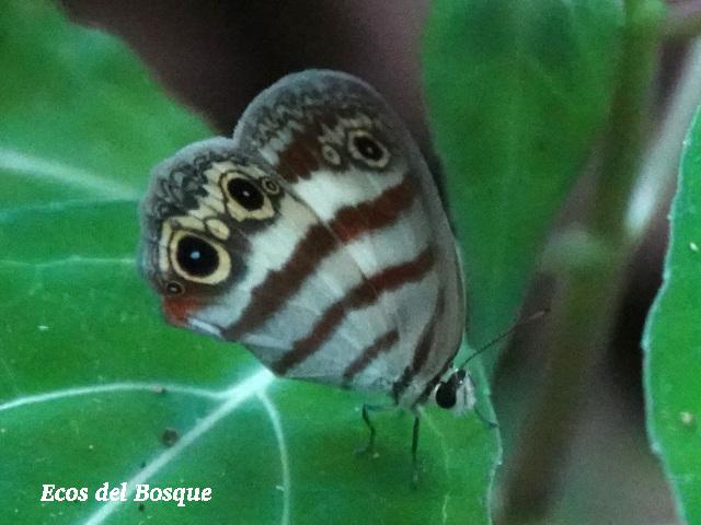 Euptychia jesia (Mariposa canelita)