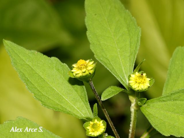 Melampodium costarricense(Ojos de perico)