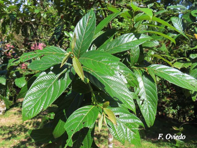 Nectandra reticulata (Aguacatillo)
