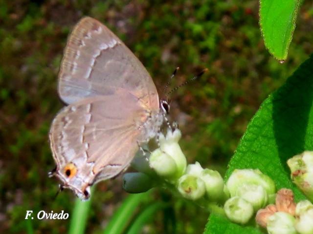 Ostrinotes keila