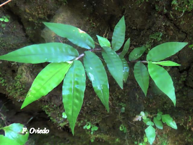 Paspalum decumbens