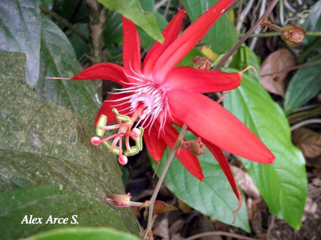 Passiflora vitifolia (Pasionaria escarlata)