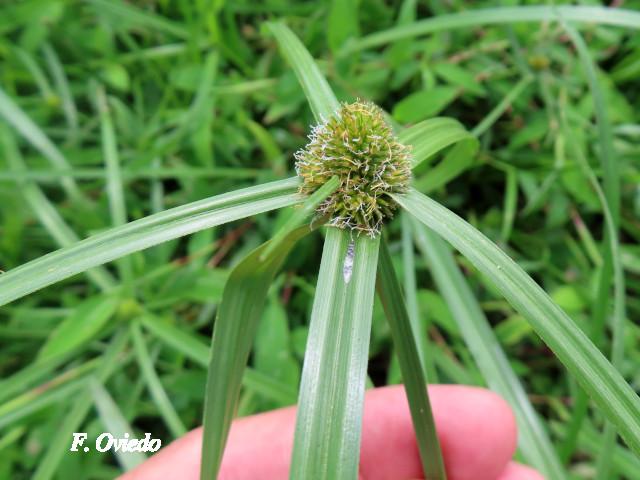 Rhynchospora cephalotes (Botoncillo)