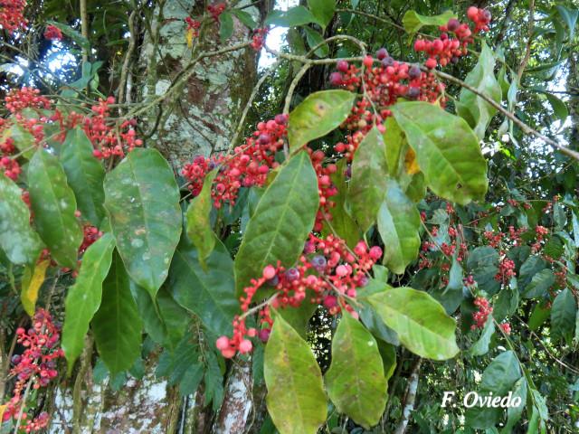 Sorocea affinis