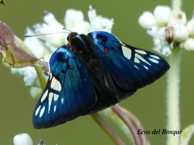 Symmachia accusatrix (Mariposa festiva)