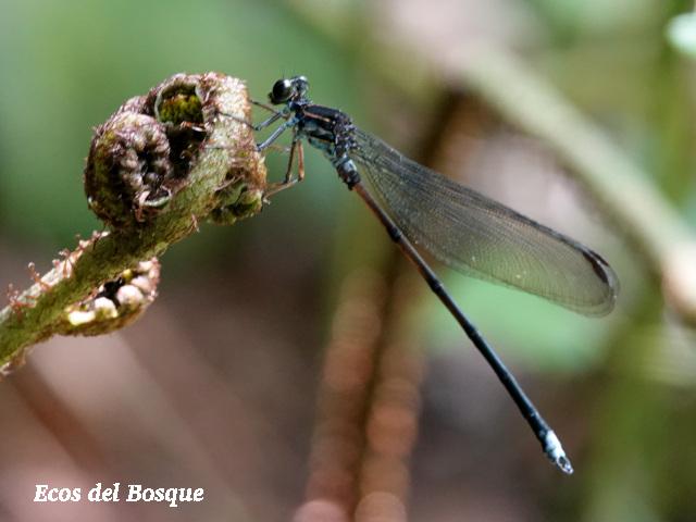 Thaumatoneura inopinata (Damisela de cascada gigante)