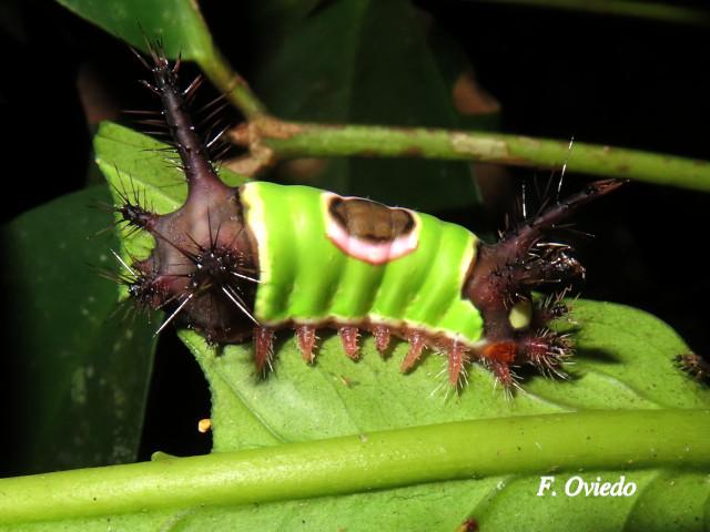 Acharia hyperoche (Gusano monturilla)