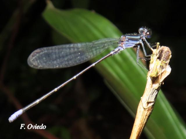 Argia pulla (Azulilla de arroyo púrpura)