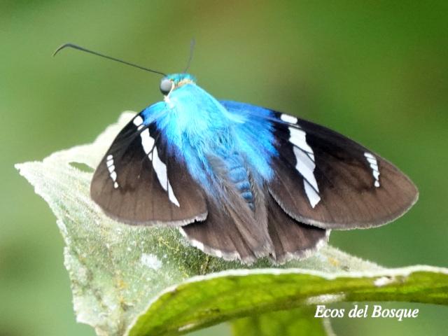 Astraptes fulgerator (Saltarina relámpago azul)