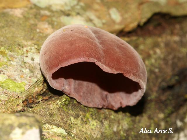 Auricularia fuscosuccinea (Hongo oreja de chancho)