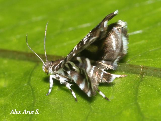 Brenthia sp (Polilla metálica)