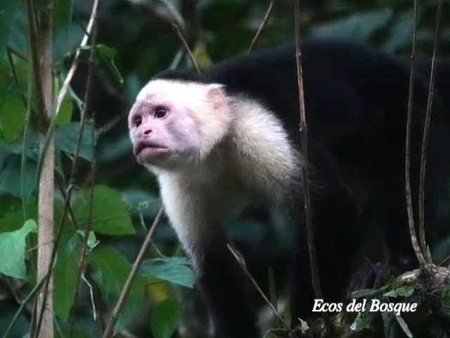 Cebus capucinus (Mono cariblanco)