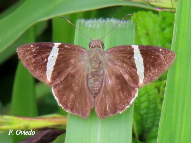 Cecropterus zarex (Fajada chica)