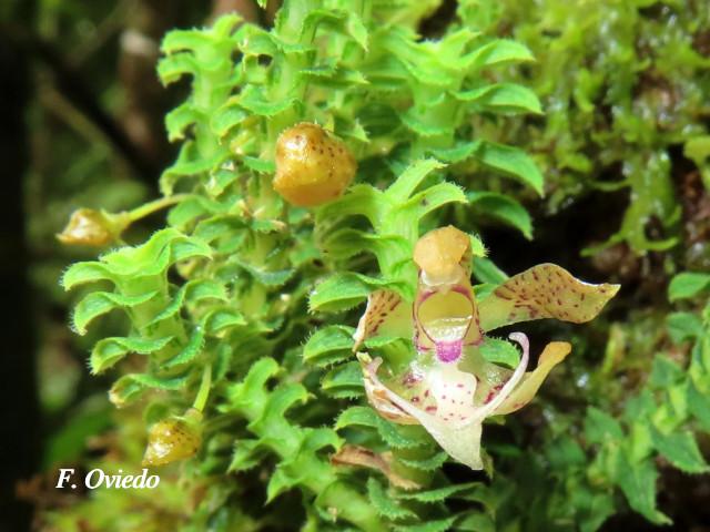 Dichaea hystricina