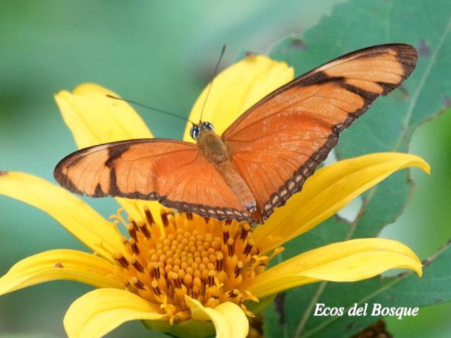 Dryas iulia moderata (Julia)