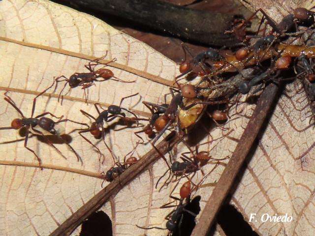 Eciton burchelli (Hormigas arrieras)