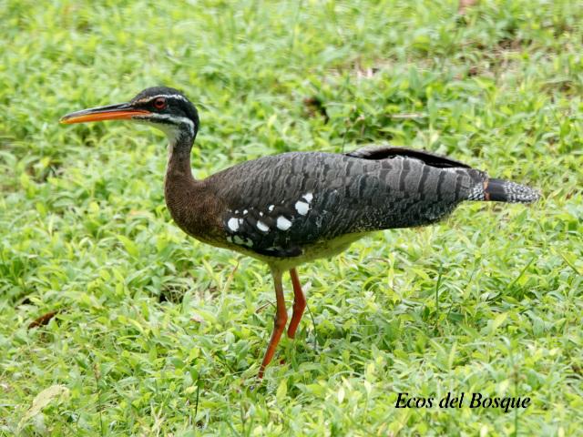 Eurypyga helias (Garza del sol)