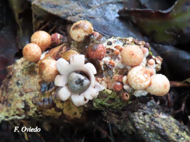 Geastrum schweinitzii (Estrella de tierra)