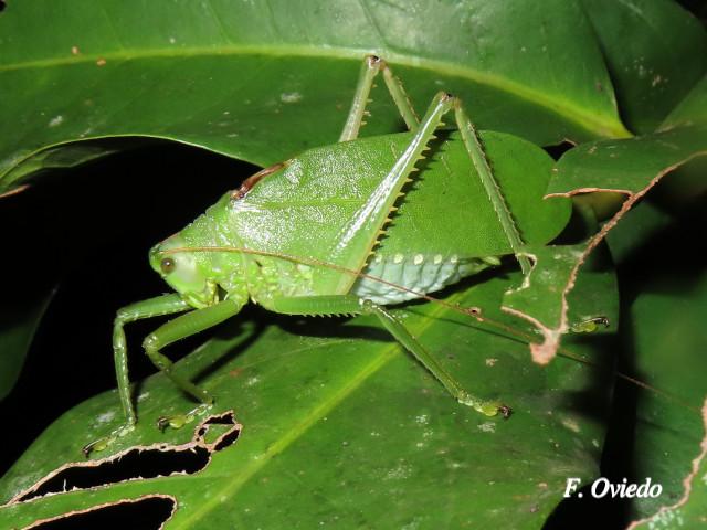 Lophaspis hebardi (Esperanza)