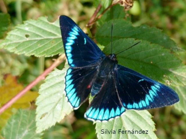 Lyropteryx lyra cleadas (Mariposa rubíes rayados)