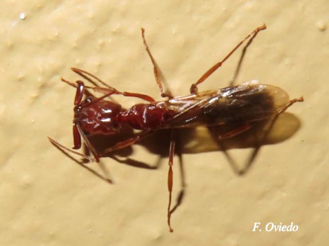 Odontomachus sp (Hormigas trampa)