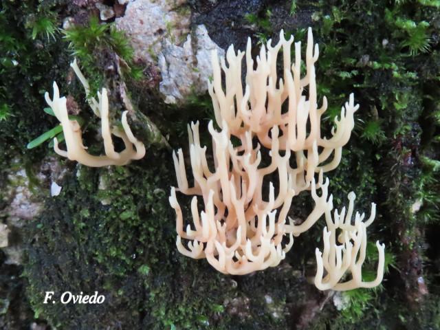 Ramariopsis kunzei (Hongo coral blanco)