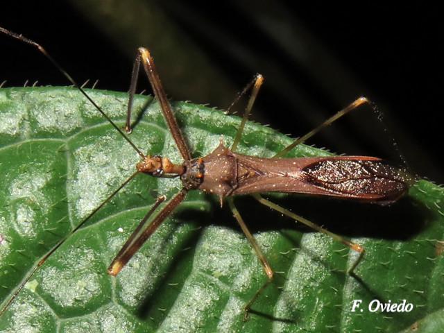 Ricolla pallidinervis (Chinche asesina)