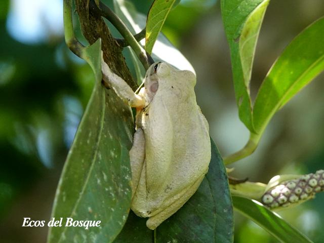 Smilisca baudinii (Rana arborícola mexicana)