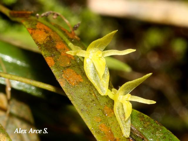 Pleurothallis priunosa