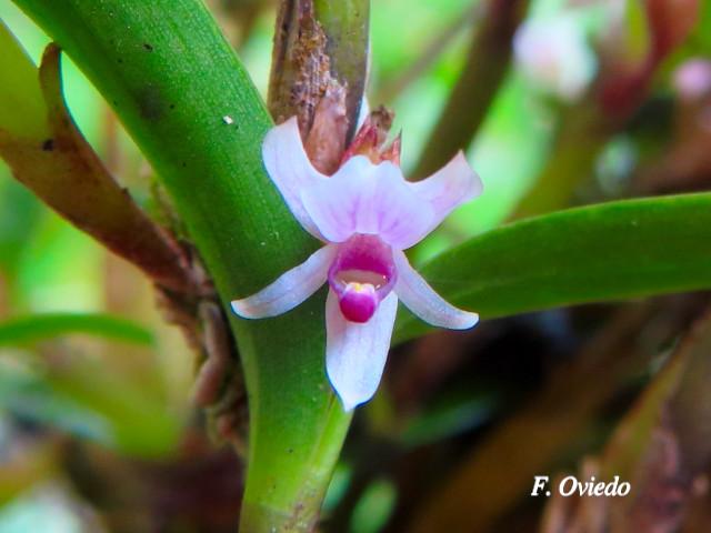 Scaphyglottis prolifera