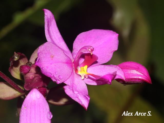 Spathoglottis plicata (Orquídea terrestre filipina)