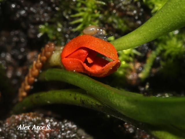 Specklinia tribuloides (Manitas de cangrejo)