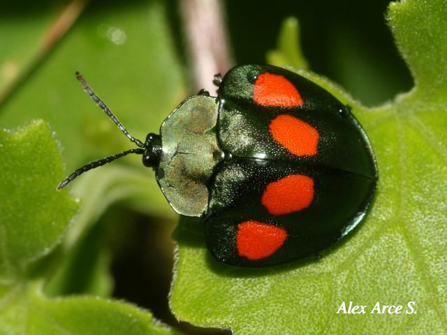 Stolas lebasii (Escarabajo tortuga)