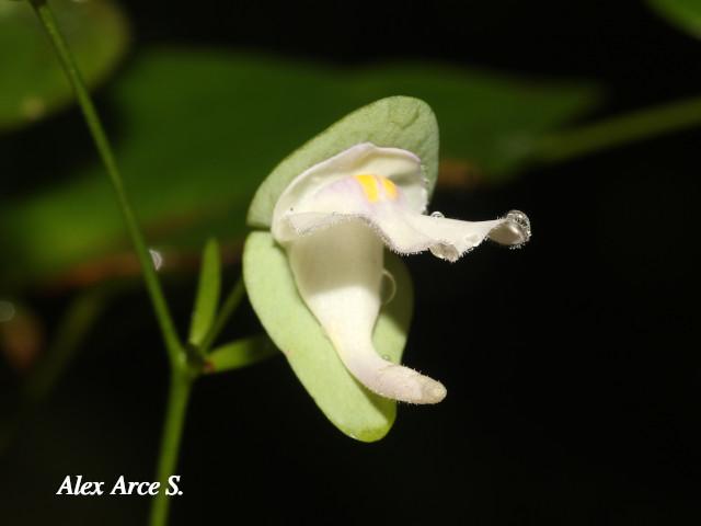 Utricularia jamesoniana