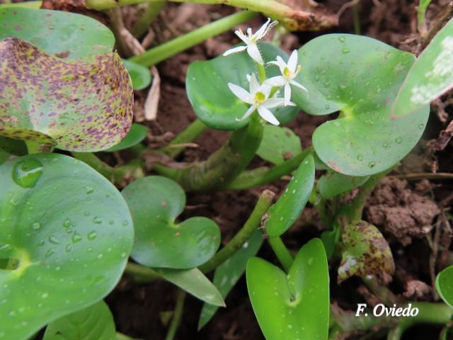 Heteranthera reniformis (Guacalillo, Lengua de sapo, Oreja de agua)