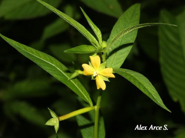 Ludwigia_octovalvis_04