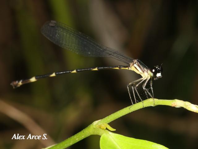 Palaemnema nathalia (Caballito de sombra de Nathalia)