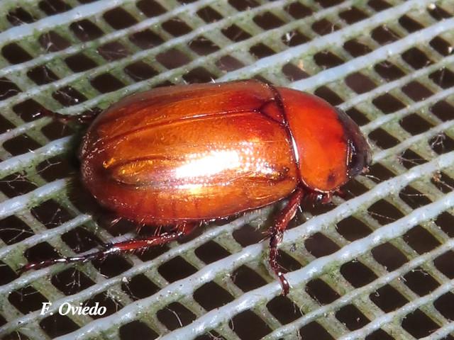 Phyllophaga citrina (Jogoto)
