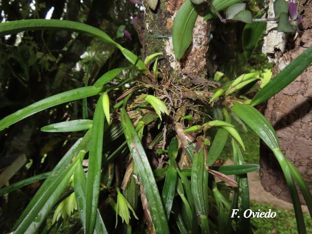 Rhetinantha friedrichsthalii