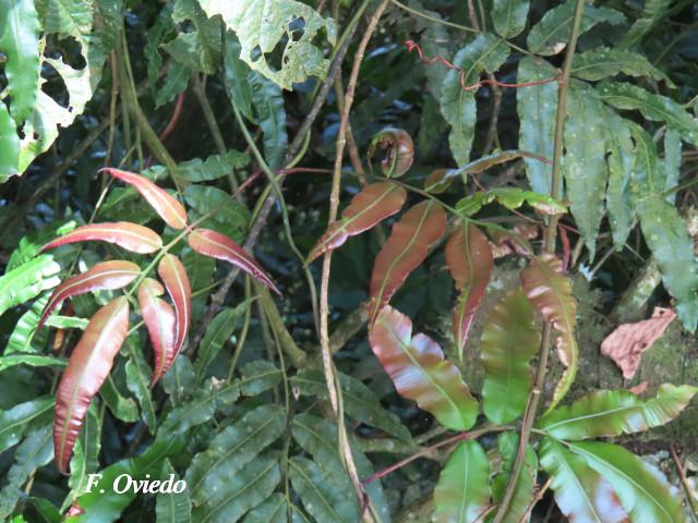 Salpichlaena volubilis