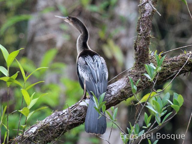 Anhinga anhinga (Pato aguja)