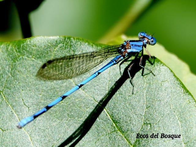 Argia anceps (Azulilla de arroyo celeste)