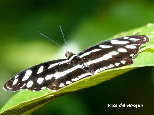 Catonephele orites