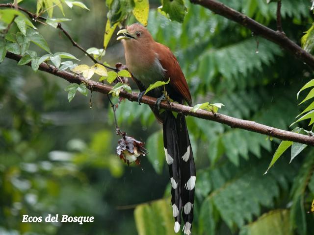 Piaya cayana (Cuco ardilla, Bobo chizo)