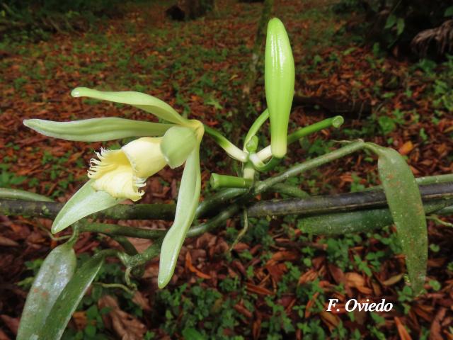 Vanilla odorata (Vainilla)